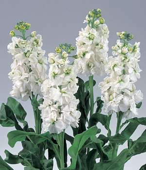 VIOLACCIOCCA EXTRA DOPPIA 95% MARINA NR.1000 Semi